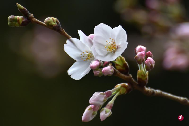 东京樱花绽放 月底迎来盛开期