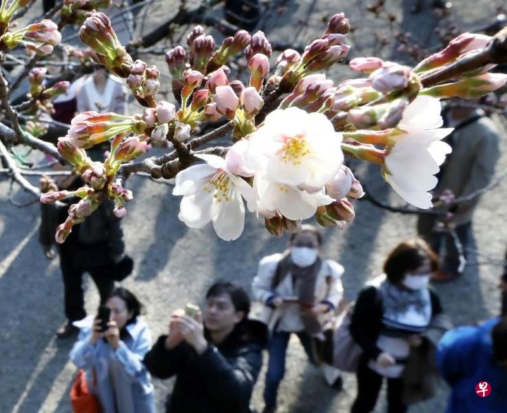 日本气象厅17日确认,位于千代田区靖国神社的"标本树"绽放了五朵樱花