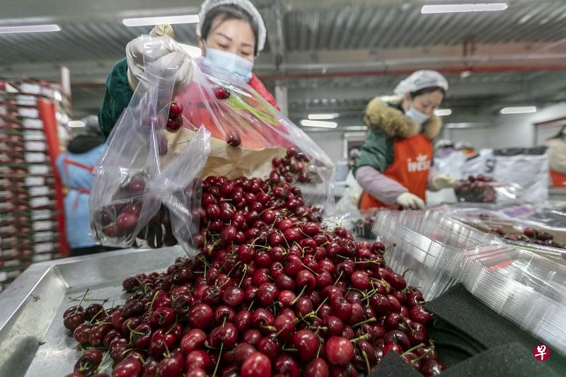 进口水果综合加工包装中心,工作人员正在忙碌地对车厘子进行运输,分拣