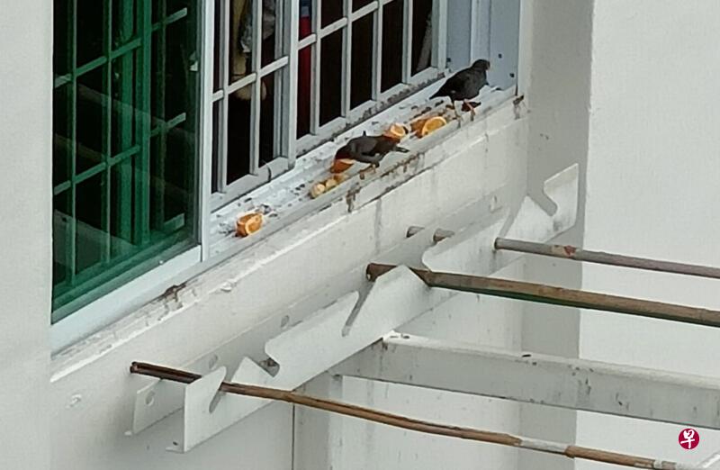 水果面包放窗台 阿叔喂食引鸟患