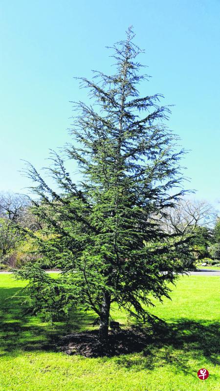 园里最年轻的塞浦路斯岛香柏树(cyprus cedar),身姿俊挺,是众树之中