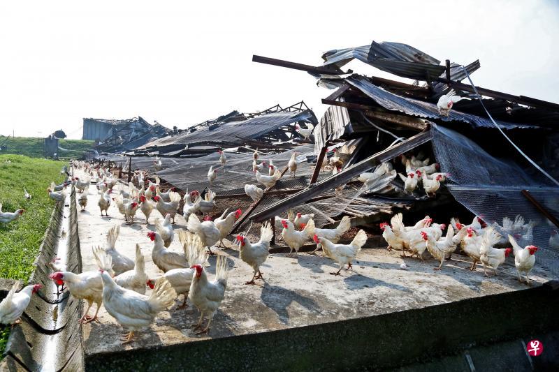 确保商品安全 避免后续卫生问题 2万多灾后幸存鸡人道毁灭