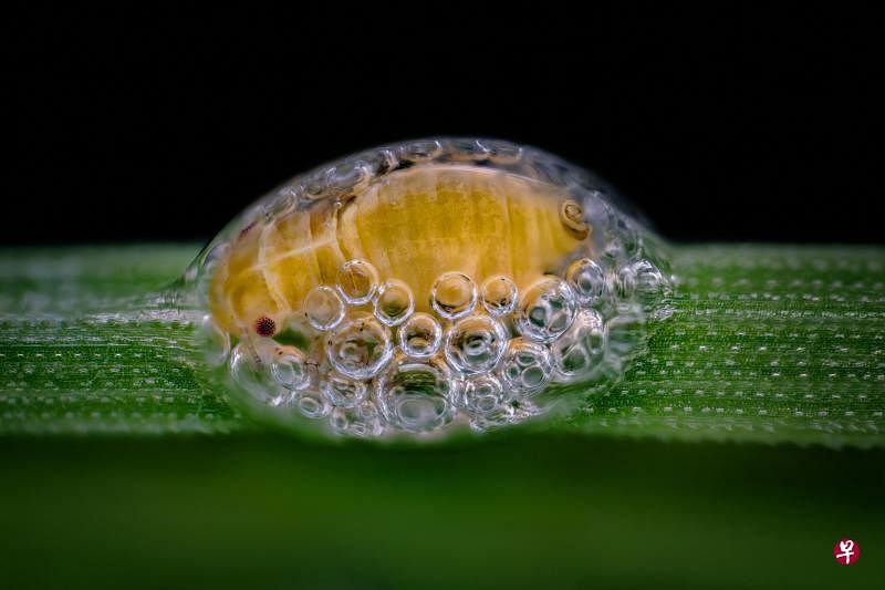 沫蝉将一直留在泡泡屋内,直至羽化成虫