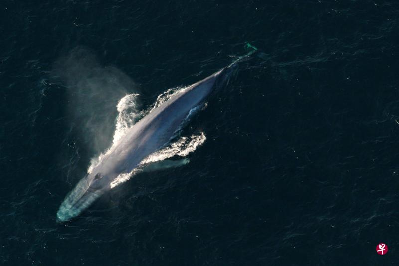美国国家海洋和大气管理局发布的这张照片显示一条蓝鲸露出海面呼吸.