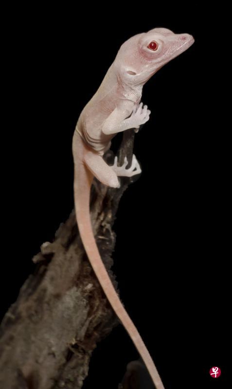 美科学家成功改造基因 培育白化蜥蜴