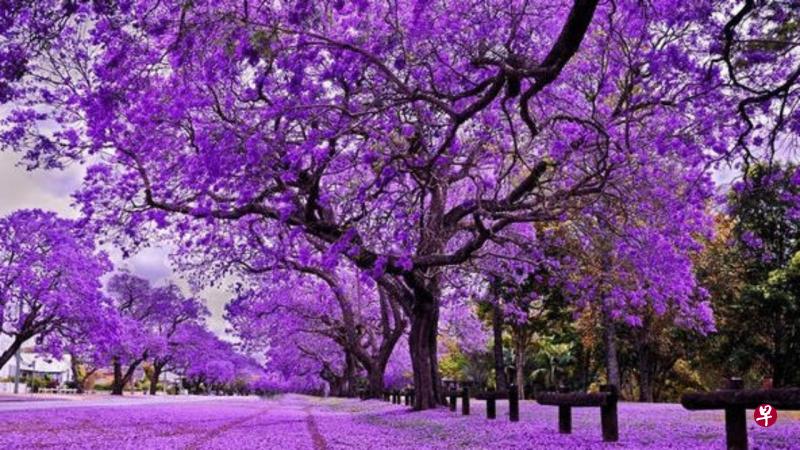 蓝花楹那一串串蓝紫色花朵高挂树上,美得叫人惊艳(互联网)