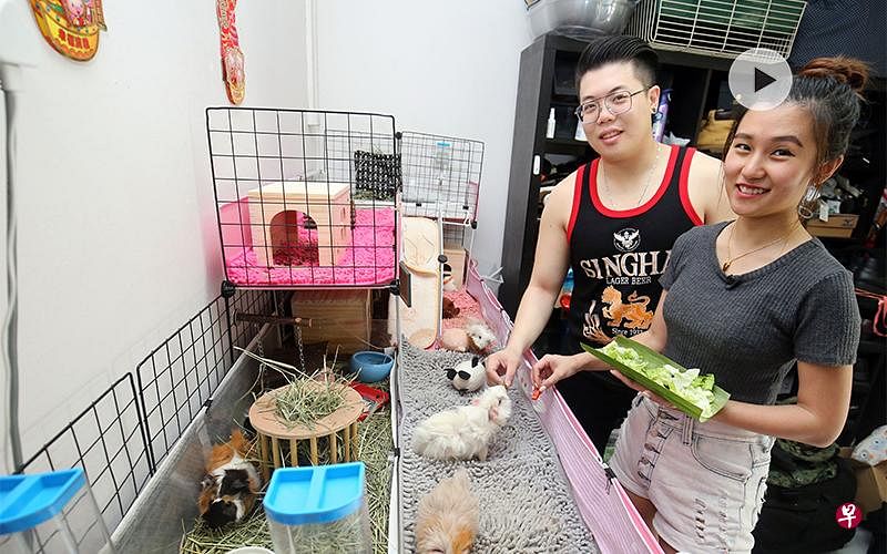 余郡娴和先生符孝良共养了六只天竺鼠和两只仓鼠.