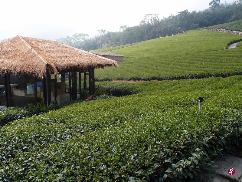 泡茶亭位于茶园中,游客可以坐在茶亭里一边品茶,一边享受茶山景观