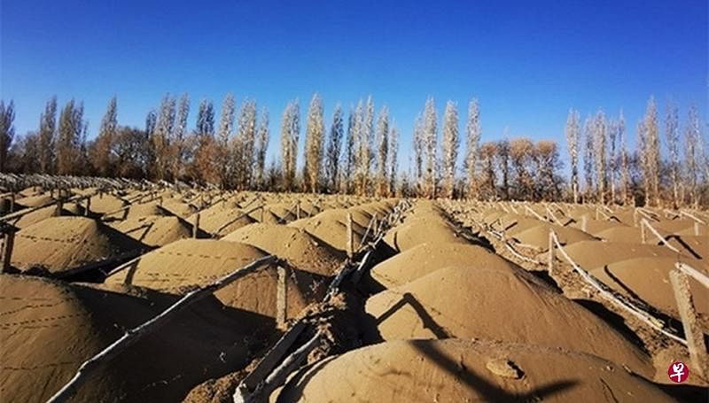 据《经济参考报》报道,甘肃敦煌阳关林场防护林大面积被毁,被砍伐的