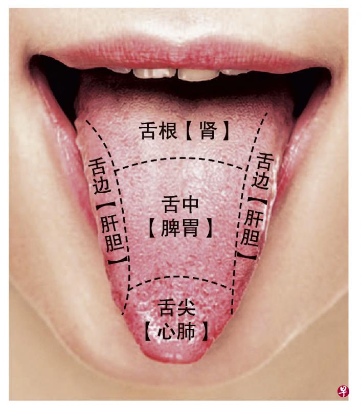 舌头代表五脏六腑的图图片